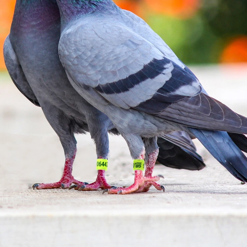  100 Pcs Bague Pour Pigeon Poule Anneaux De Jambe Bandes Jambes Poulet - Photo 2/4