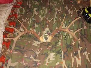 White Tail Deer Antlers