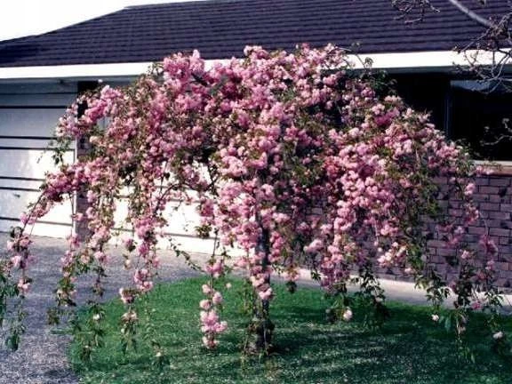 Japanische Kirsche in Bonsai-Bume online kaufen | eBay.de