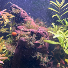 4oz Java Moss Taxiphyllum barbieri   Live Aquarium  Pond Aquatic Plant