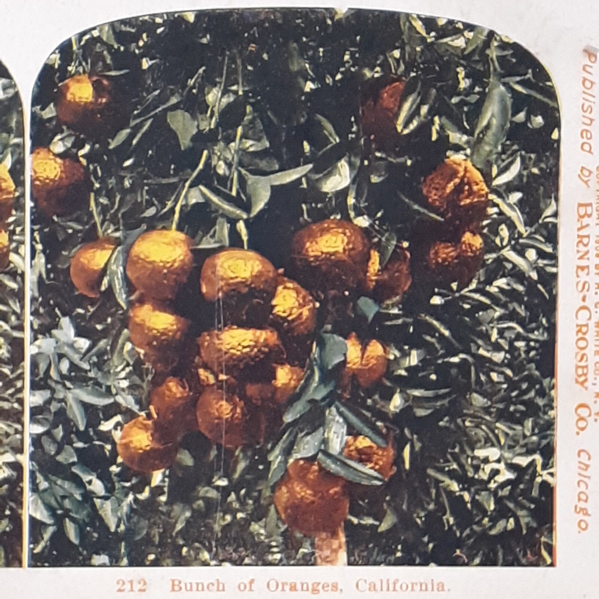 エアディスプレイ トリプルオレンジパンプキン HW-1995 Vintage Polychrome Stereoview World Series Bunch of Oranges on