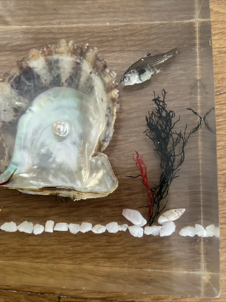 Exhibición publicitaria vintage Lucite Jewelers perlas cultivadas peces perla concha  Foto 3 de 4