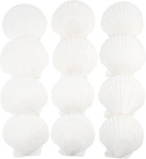 12 PCS Scallop Shells Natural Seashell, 4" to 5" White Scallop Shells Large Seas
