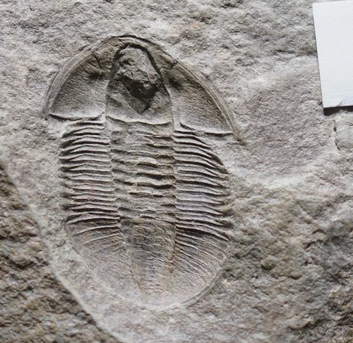 Rare Ventral Archegonus Trilobite Fossil  Visean Carboniferous visible Hypostome