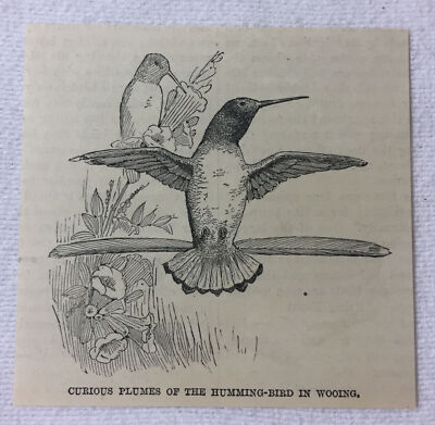 1886 magazine engraving ~ CURIOUS PLUMES OF HUMMINGBIRD IN WOOING