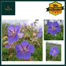 Native British Wildflower Meadow Cranesbill Seeds, Hardy Perennial, 0.6g ~60 ... 9999.99 per kilo