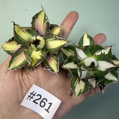 2pcs Random Season Final Sale Agave titanota FO 076 YELLOW+WHITE Variegated