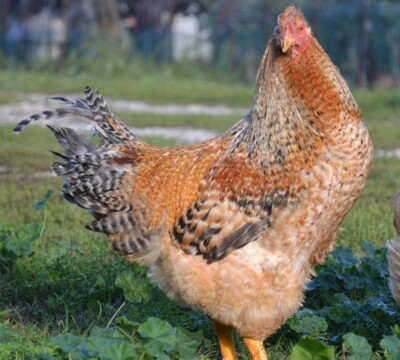 Galline marans e uova fertili, color cioccolato - Alessandria