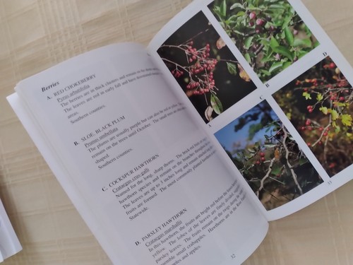 Autumn Leaves & Winter Berries in Arkansas by Carl G. Hunter 1995 Ozark Mountain - Picture 13 of 13