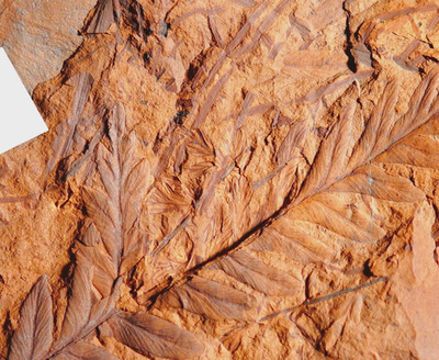 Rare Carboniferous Mariopteris hirta - liana climber fern fossil plant leaf