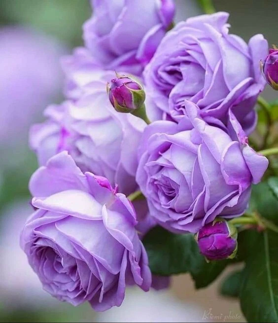 Light sale purple roses