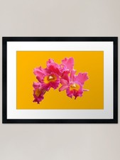 Frilly Pink & Yellow Orchid Die Cut Framed Wall Art Poster Canvas Print Picture