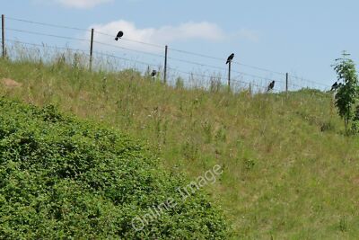 Photo 6x4 Name That Tune Dorchester/SY6890 Rooks sit on the music stave, c2010