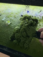 Live Duckweed Aquarium Healthy Floating Plants Nitrate Remover Snail Free