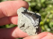 Megalosaurid Theropod Dinosaur Tooth Fossil Boulemane in Matrix Morocco Jurassic