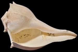 lightning whelk shell ☆10.7 Ounces☆8 Inches Long