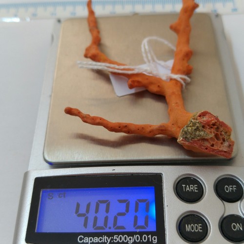 NATURAL Red Coral BRANCH mediterranean sea, 40 cts of genuine coral Specimen - Picture 6 of 12