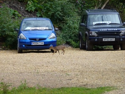 Photo A2 A little dear for the little deer? Nassington A Muntjac deer wa c2015