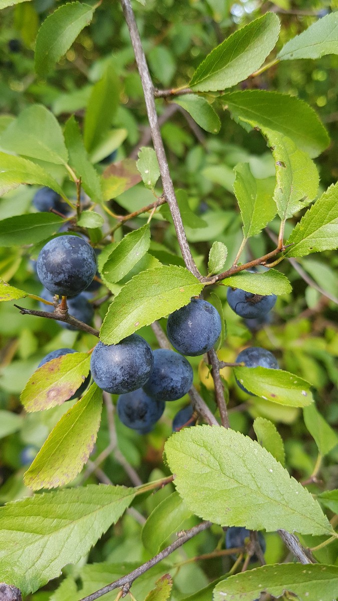 Prunus spinosa Prunelier fruitier rustique de semis en pot 4L