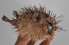 curiosité ,Coquillage :  Diodon Holocanthus Naturalisé 