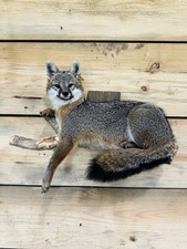 Beautiful Gray fox mount .No reserve