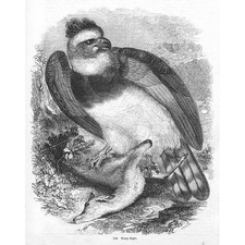 VÖGEL Harpyie Adler #2 - antiker Druck 1856