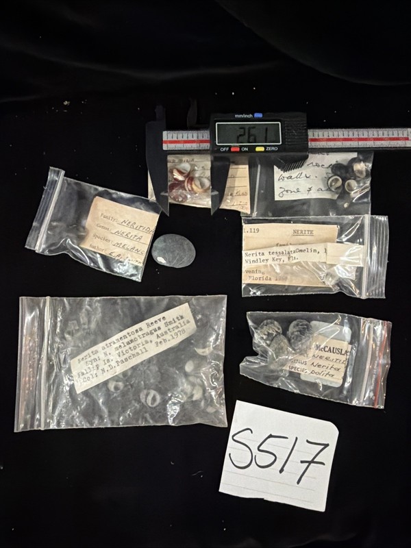 Nerite Shell Collection 6 Types All W/collection Data (S517)