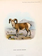 10560.Decoration Poster.Home Room wall.Art print design.Goat.Mountain Bighorn
