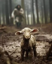 JESUS CHRIST IS THE LAMB OF GOD LOST SHEEP 8.5X11 PHOTO LORD FATHER SON POSTER