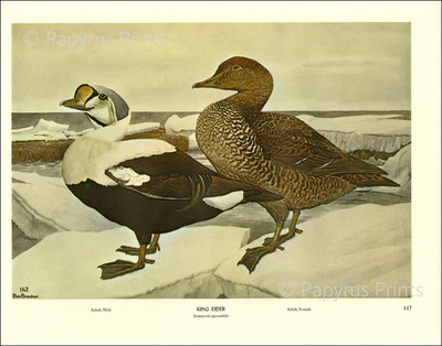 1968 Vintage Print King Eider Duck Bird Iceberg Perch Illustration Image Brasher