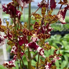 Oncidium Orchid ~ Oncostele Everglades Elegance 'Nancy Lee' ~ Bloom Size