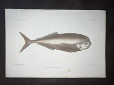 Day 1884 Antique Fish Hand Colored Lithograph Opah