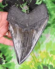 Megalodon Sharks Tooth 6