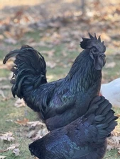 AYAM CEMANI FERTILIZED HATCHING EGGS