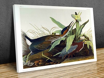 Grünreiher Leinwandbild Kunst Wand gerahmt oder nur Druck