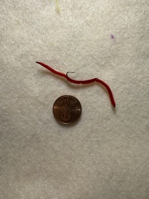 San Juan Worm Fly Size 10 Red Set of 12. Trout Flies.