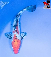 12" DOITSU YAMATO NISHIKI Live Koi Fish Garden Pond B4
