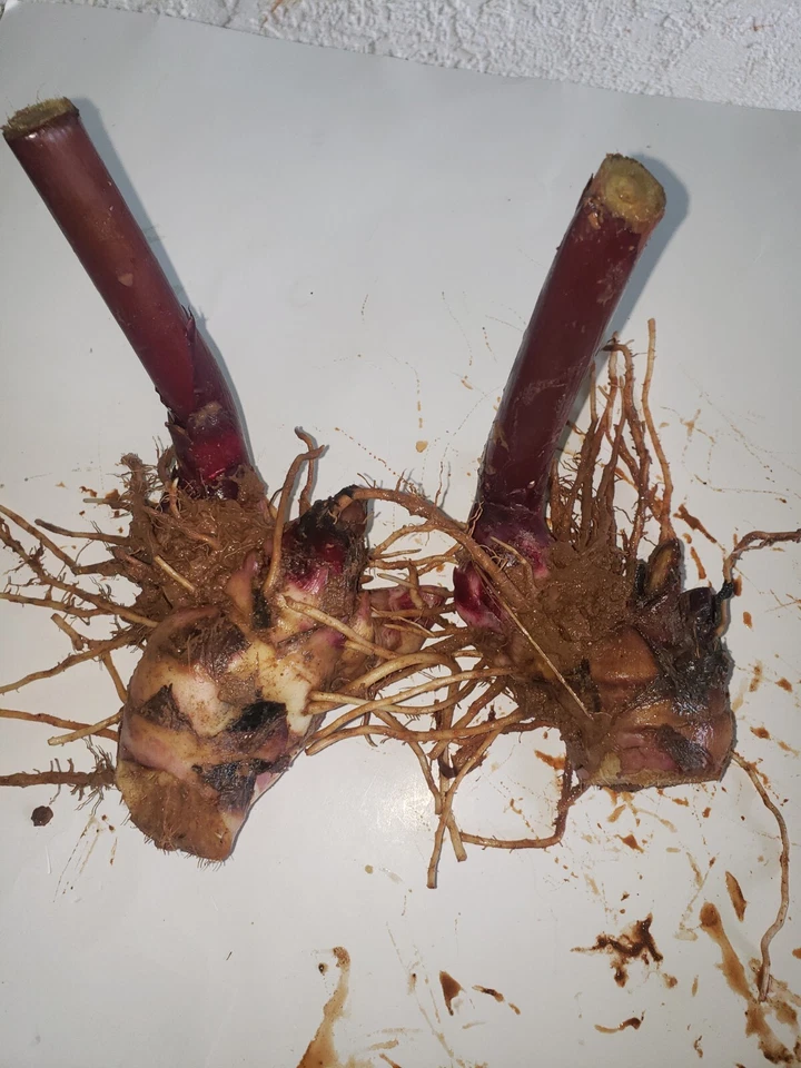 Orange Canna Lily Bulbs. (5) Bulbos de coyoles anaranjados (5) Rhizome Bulbs - Image 3 of 3