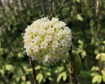  Hoya Parasitica Green Size15''- 18'' Random+Phytosanitary Certificate 