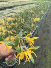 Vaughnara Fiftieth Anniversary Richard Mueller Hybrid Orchid plant 4  FRAGRANT 