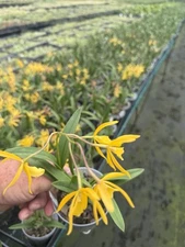 Vaughnara Fiftieth Anniversary Richard Mueller Hybrid Orchid plant 4” FRAGRANT