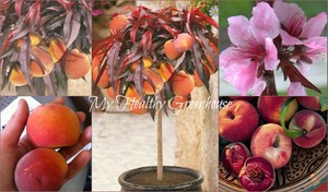 crimson bonfire peach