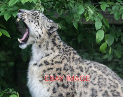 FOTO SCHNEELEOPARD IM PARADISE WILDLIFE PARK HERTFORDSHIRE (2) ES GIBT ZWEI SN