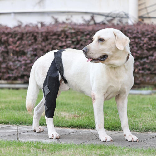 Pet Dog Knee Pad Dog Leg Support Brace Hock Protector Rear Leg Compression Wrap
