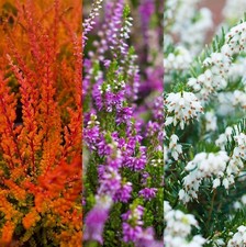 8 x Mixed Heather Plants - Calluna Erica Shrubs in