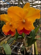 Cattleya Rlc Yasuji Takasaki Orange Red ‘Hawaii’ Fragrant Orchid Hybrid 2” Pot