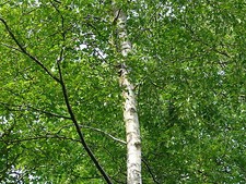 3 Silver Birch 5-6ft Stunning  Mature Specimen Trees, Betula Pendula