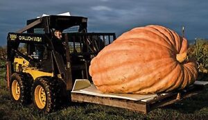 Atlantic Giant Pumpkin Growth Chart