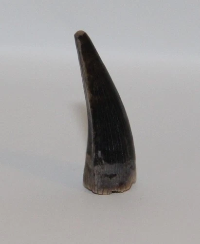 CROCODILE TOOTH - HIGH QUALITY DINOSAUR AGE FOSSIL  - HELL CREEK USA CRETACEOUS