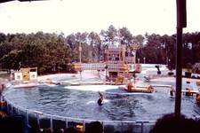 NOV 1980 Man Orca Killer Whale This Is Shamu Sign  Sea World Florida  Slide CR-A